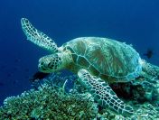 Diving with turtles in the blue waters