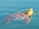 Spot turtles in the crystal clear water
